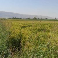اجاره-زمین-کشاورزی