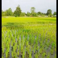 زمین-کشاورزی