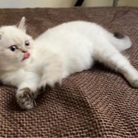 بچه گربه|گربه|تهران, المهدی|دیوار