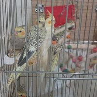 انواع عروس هلندی|پرنده|تهران, خواجه نصیر طوسی|دیوار