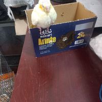 عروس هلندی|پرنده|تهران, ده‌ونک|دیوار