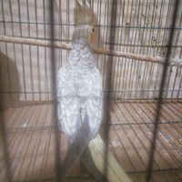 عروس هلندی|پرنده|تهران, پاسداران|دیوار