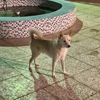 گم شده|حیوانات|اصفهان, زاجان|دیوار