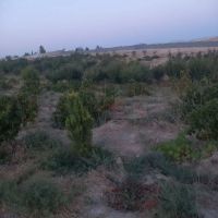 باغچه-1000-متری