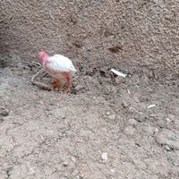 جوجه|حیوانات مزرعه|دماوند, |دیوار