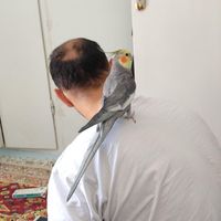 طوطی عروس هلندی دستی|پرنده|تهران, پاسداران|دیوار