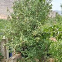 زمین-مسکونی-حسینی-تفت