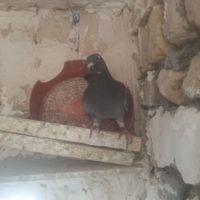 جوجه پولکی چاپی|پرنده|مشهد, شهرک شیرین|دیوار