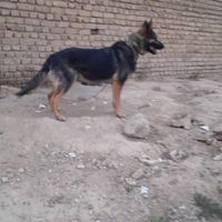 سگ ژرمن نگهبان ورک نر یکساله|سگ|تهران, تهران‌سر|دیوار
