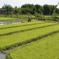 اجاره-زمین-زراعی-در-موقعیت-خوب