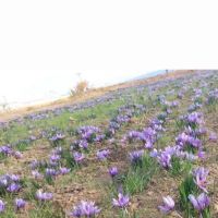 زمین-زعفرانی