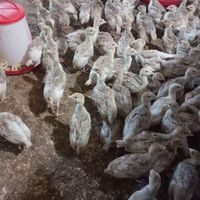جوجه بوقلمون بوربون یک ماهه|حیوانات مزرعه|قزوین, |دیوار