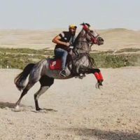 نریان کرد|اسب و تجهیزات اسب‌سواری|تهران, آبشار|دیوار
