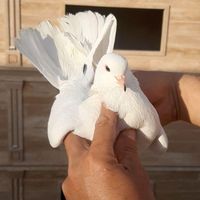 کفتر کبوتر پرشی|پرنده|تهران, آذری|دیوار