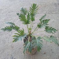 گل اپارتمانی و گلدار|گل و گیاه طبیعی|لوندویل, |دیوار