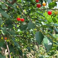 باغ-میوه-دو-قطعه1250متری-واقع-در-شهریار-باسهمیه-آب