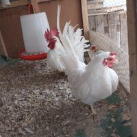 مرغ خروس زینتی|حیوانات مزرعه|رشت, گیل|دیوار