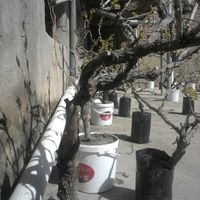 انگور سیاه شانی|حراج|تهران, پاتریس لومومبا|دیوار