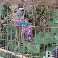 فروش فنچ نرگسی|پرنده|بهبهان, |دیوار