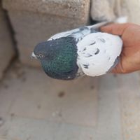 کفتر سینه پلاکی|پرنده|داراب, |دیوار