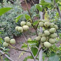 فروش نهال گردو ژنوتیپ آرال باگیرایی بالا|خدمات باغبانی و درختکاری|ایلام, |دیوار