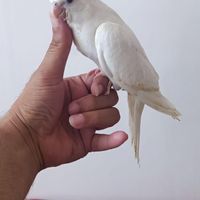 عروس دستی|پرنده|کنارک, |دیوار