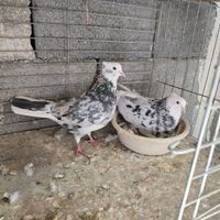 کفتر تهرونی شازده سرور آتیشی نر وماده نوک خورده|پرنده|اصفهان, محمودآباد|دیوار