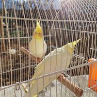 عروس/هلندی/جوجه/دستی/رام جوان|پرنده|گلپایگان, |دیوار