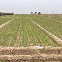 زمین کشاورزی در شهرستان ساوه روستای صیدآباد|فروش دفتر صنعتی، کشاورزی، تجاری|تهران, ونک|دیوار