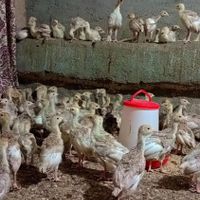 جوجه بوقلمون بوربون یک ماهه|حیوانات مزرعه|قزوین, |دیوار
