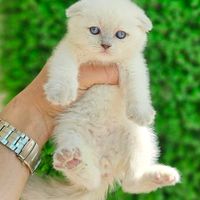 اسکاتلندی گربه|گربه|کرمانشاه, |دیوار