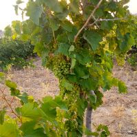 فروش-باغ-انگور-یک-هکتار