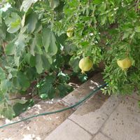 فروش آپارتمان ۱۵۶ متر در جدیری جنوبی ( پیش قدم ۲)|فروش آپارتمان|تبریز, |دیوار