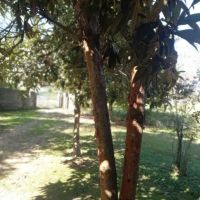 فروش-ویلاباغ1000متری-با-بنای-قابل-سکونت