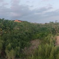 زمین-باغ-پسته