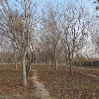 فروش-باغ-ورجوی1