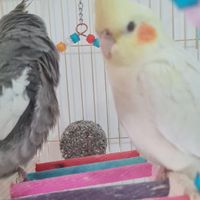 عروس هلندی با قفس|پرنده|کرج, کیانمهر|دیوار