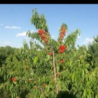 گیلاس-و-گردو-شوراب-صغیر