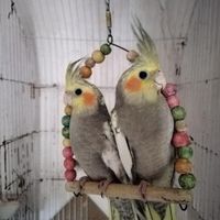 عروس هلندی مرواریدی|پرنده|علی‌آباد کتول, |دیوار