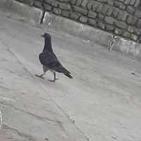 جوجه پولکی چاپی|پرنده|مشهد, شهرک شیرین|دیوار