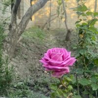 باغچه-چهاردیواری-در-باباسلمان