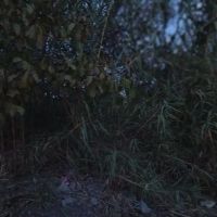باغ-سیرچ