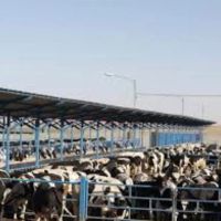 فروش-فوری-گاوداری-دارای-کلیه-امکانات