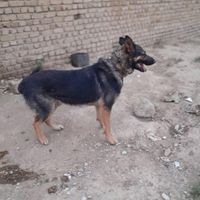 سگ ژرمن نگهبان ورک نر یکساله|سگ|تهران, تهران‌سر|دیوار