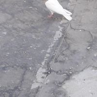کبوتر|پرنده|بهبهان, |دیوار