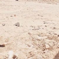 اجاره-زمین-قلب-بازار