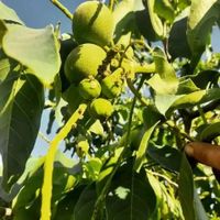 فروش بهترین نهال های بن دار یک تا پنج ساله|خدمات باغبانی و درختکاری|اصفهان, احمدآباد|دیوار