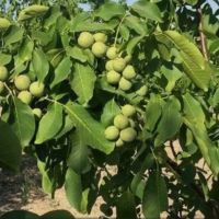 فروش-باغ-و-ملک