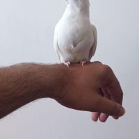 عروس دستی|پرنده|کنارک, |دیوار