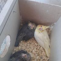 جوجه عروس هلندی ۴۰ روزه سرلاکی|پرنده|خوی, |دیوار